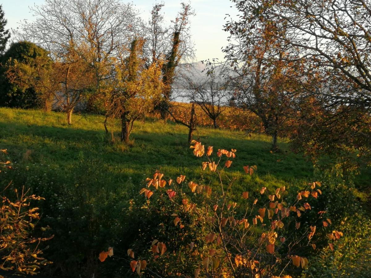 Haus Meersburg Garten エクステリア 写真